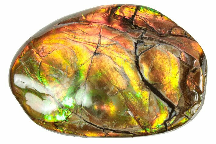 Flashy Ammolite (Fossil Ammonite Shell) - Rainbow Colored #357575